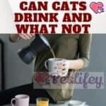 What drinks can Cats drink and what not