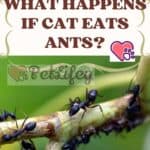 What-happens-if-cat-eats-ants-1a