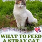 What to feed a stray cat: the right foods for an unknown cat