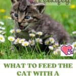 What to feed the cat with a sensitive stomach