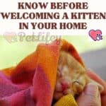 What you need to know before welcoming a kitten in your home