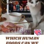 Which human foods can we share with Cats?