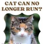 Why my old cat can no longer run?