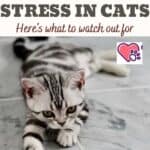 10 Signs of stress in cats: here's what to watch out for