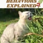 10 Strange Cat Behaviors Explained