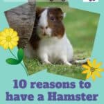 10-reasons-to-have-a-Hamster-as-a-pet-1a