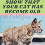 10-signs-that-show-that-your-cat-has-become-old-1a