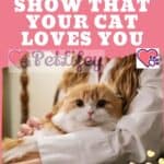 10 signs that show that your cat loves you