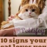10 signs your cat loves you