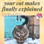 10-strange-sounds-your-cat-makes-finally-explained-1a