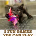 5 Fun Games you can play with your Cat