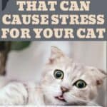 5 Things that can cause stress for your cat