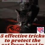 5 effective tricks to protect the cat from heat in Summer