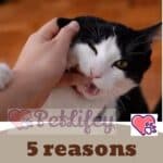 5 reasons why cats bite