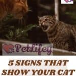 5-signs-that-show-your-cat-is-a-real-bully-1a