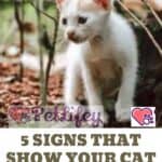 5 signs that show your cat is afraid of you