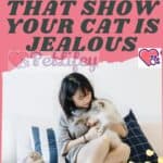 5 signs that show your cat is jealous