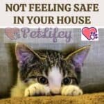 5 signs your cat is not feeling safe in your house