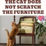 5 tricks so that the cat does not scratch the furniture
