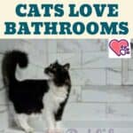 6 Reasons Cats Love Bathrooms