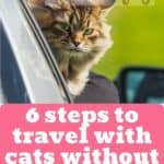 6-steps-to-travel-with-cats-without-stress-1a