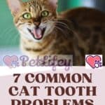 7 Common Cat Tooth Problems: What They Are and What to Do