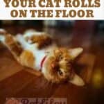 8-Reasons-why-your-cat-rolls-on-the-floor-1a