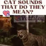 9 different cat sounds that do they mean?