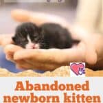 Abandoned-newborn-kitten-how-to-act-and-what-not-to-do-1a