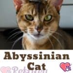 Abyssinian-Cat-care-hygiene-and-grooming-of-the-breed-1a