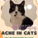 Acne in cats: how to recognize it, what causes it, how to intervene