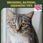 Aegean-Cat-care-brushing-bathing-grooming-tips-1a