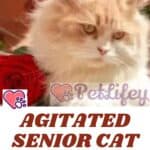 Agitated-senior-cat-cause-and-what-to-do-1a