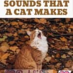 All-the-Sounds-that-a-Cat-makes-1a
