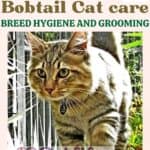 American Bobtail Cat care: breed hygiene and grooming