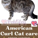 American Curl Cat care: breed hygiene and grooming