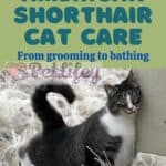 American Shorthair Cat care: from grooming to bathing