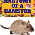 Anatomy-of-a-Hamster-1a