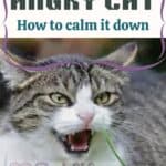 Angry cat: how to calm it down