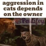 Anxiety and aggression in cats depends on the owner