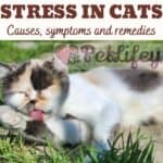 Anxiety and stress in cats: causes, symptoms and remedies