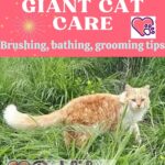Aphrodite Giant Cat care: brushing, bathing, grooming tips