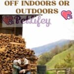 Are-cats-better-off-indoors-or-outdoors-1a