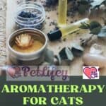 Aromatherapy for cats: for health and well-being
