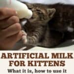 Artificial milk for kittens: what it is, how to use it and how is it different than mother's milk