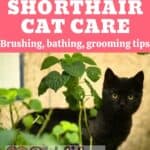 Asian Shorthair Cat care: brushing, bathing, grooming tips