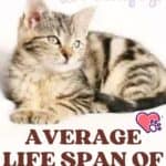 Average-life-span-of-the-cat-1a