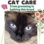 Balinese Cat care: from grooming to bathing this breed