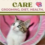 Basic-cat-care-grooming-diet-health-1a
