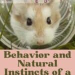 Behavior and Natural Instincts of a Hamster